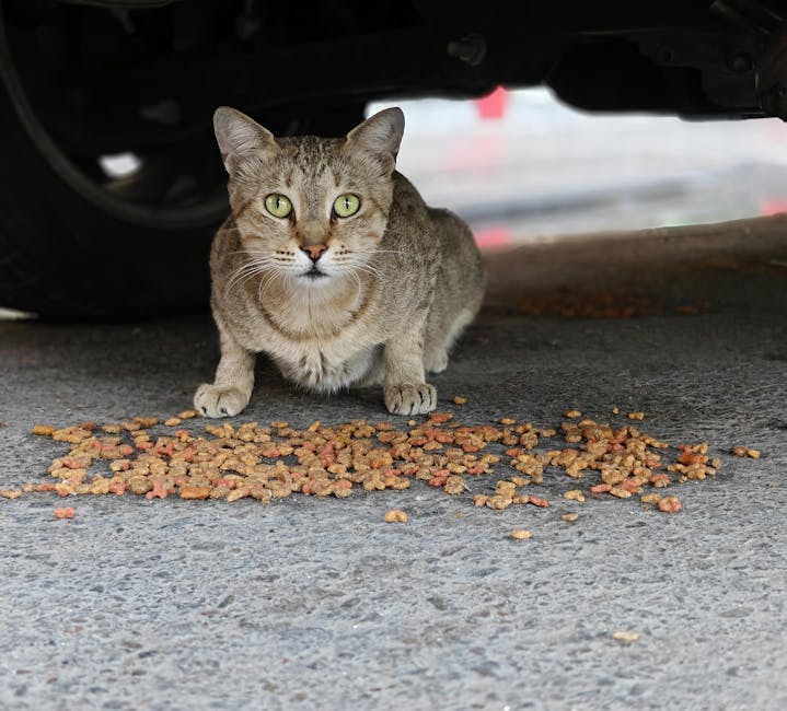 Yeşil gözlü kedi kuru mama tüketiyor