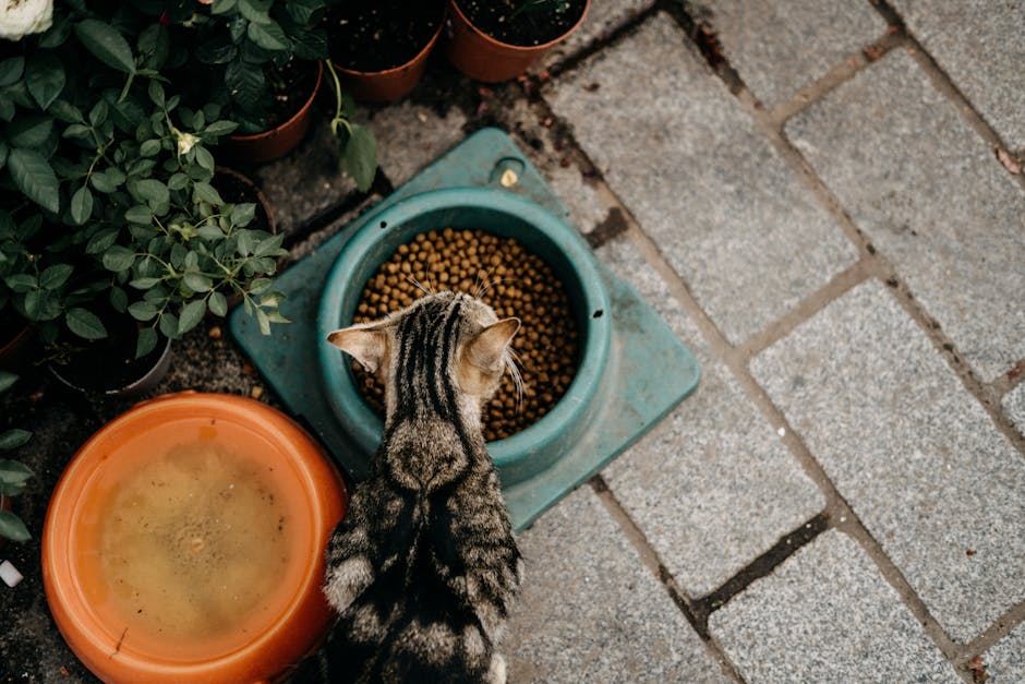 Üstten görünüm kuru mama yiyen tekir kedi