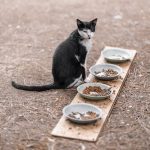 Mama tabağından beslenen yetişkin kedi