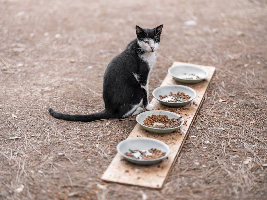 Mama tabağından beslenen yetişkin kedi