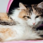 Veteriner Reçeteli Kedi Maması: Renal, Üriner, Diyabet ve Sindirim