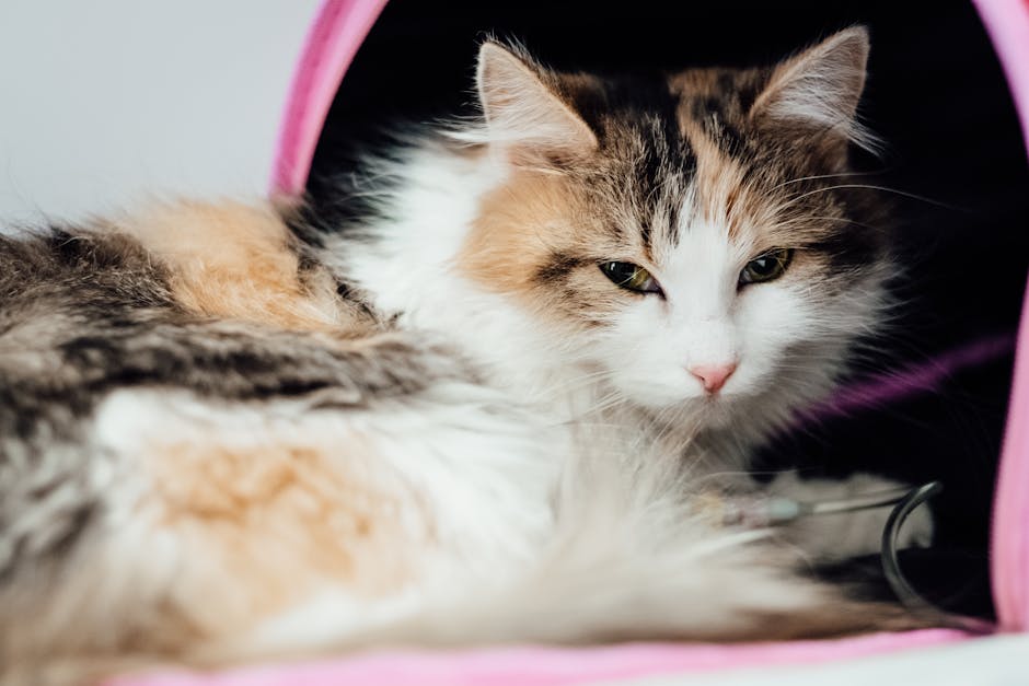 Veteriner kontrolünde kedi tedavisi