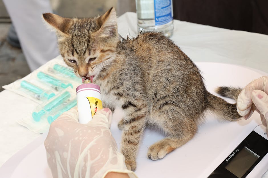 Veteriner kedinin sağlık kontrolü yapıyor