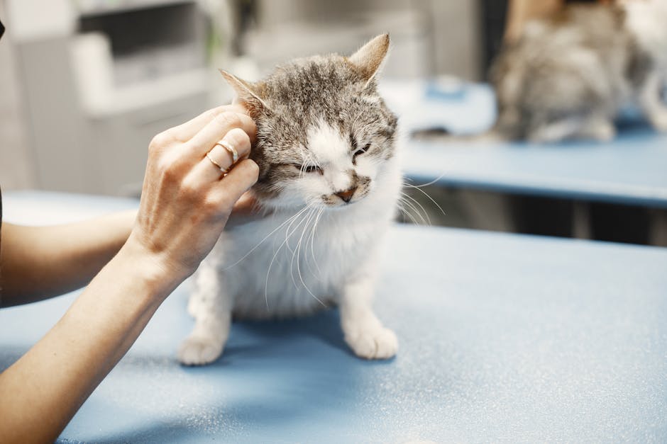 Kedi mama tabağında reçeteli mama yiyor