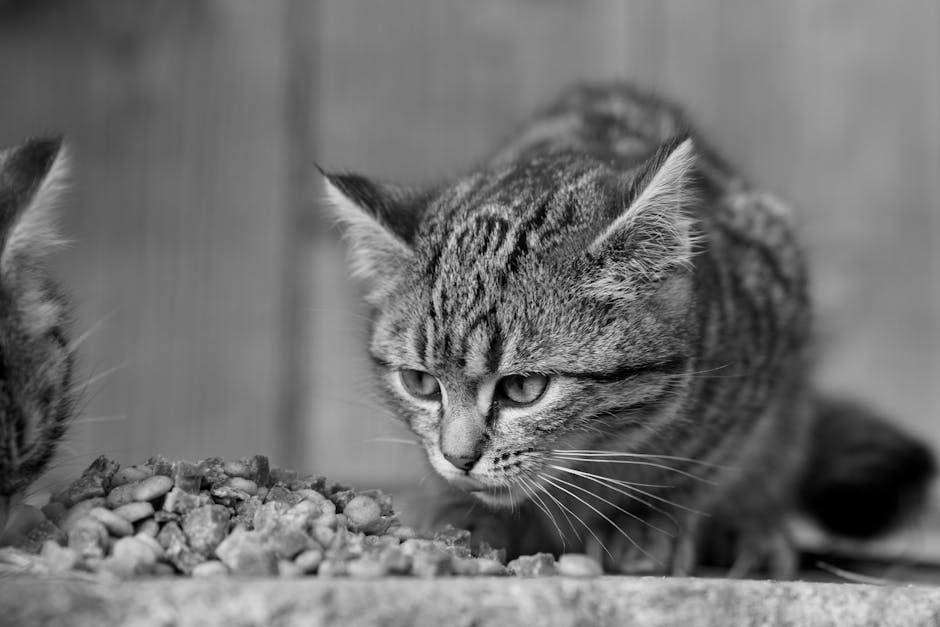 Kilo verme süreci kedi ile veteriner kontrolünde