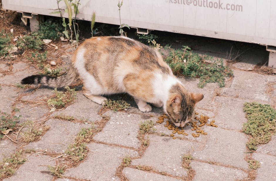 Aşırı kilolu kedi diyet sonrası iyileşmiş