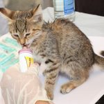 Sterilizasyon Sonrası Kedi Beslenmesi: Hormon ve Kalori