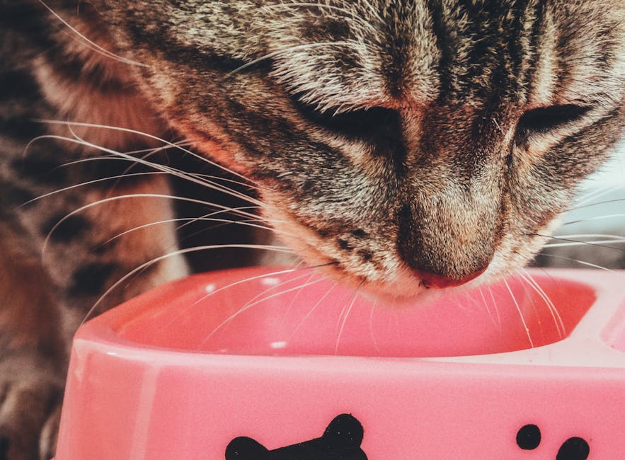 Sterilize edilmiş kedi tartılırken