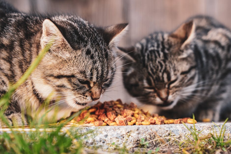 Kedi mama kabında beslenirken