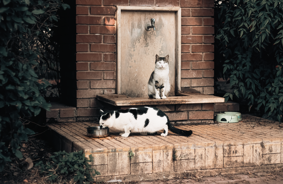 Kedi su çeşmesinden su içiyor
