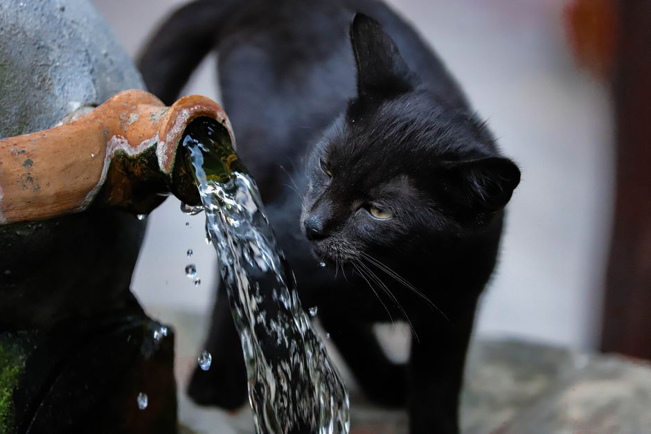 Pet su çeşmesi akan suya kedi ilgisi
