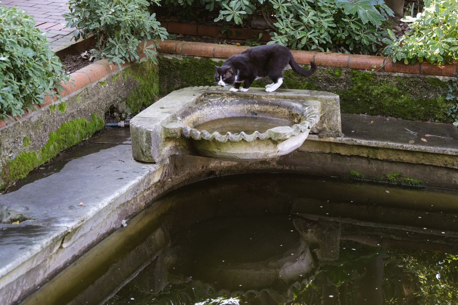 Kedi tasından su içerken