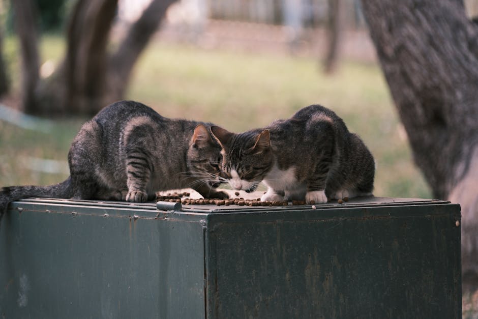 İki tekir kedi metal kapta beslenirken