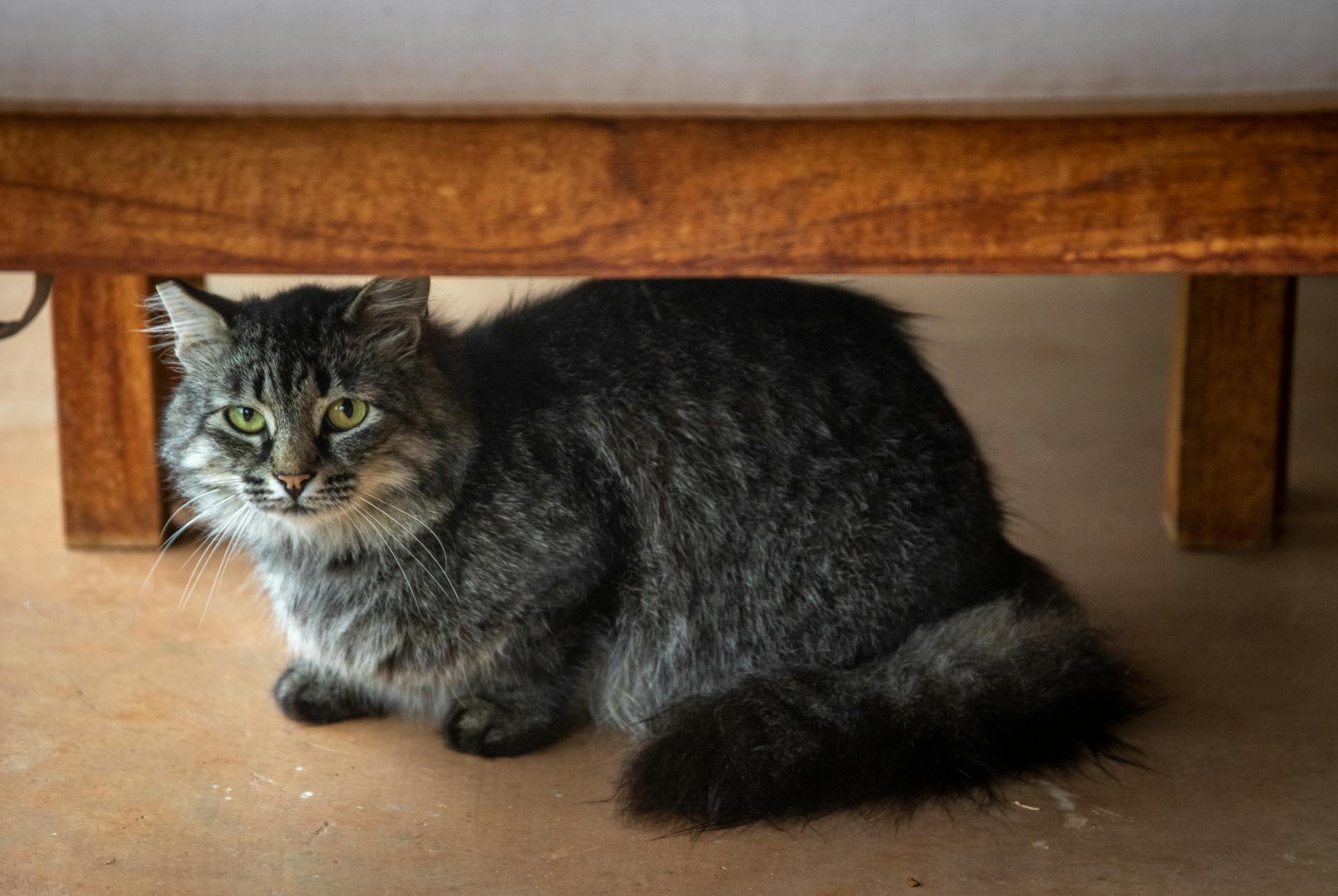 Yatak altında stres kedi