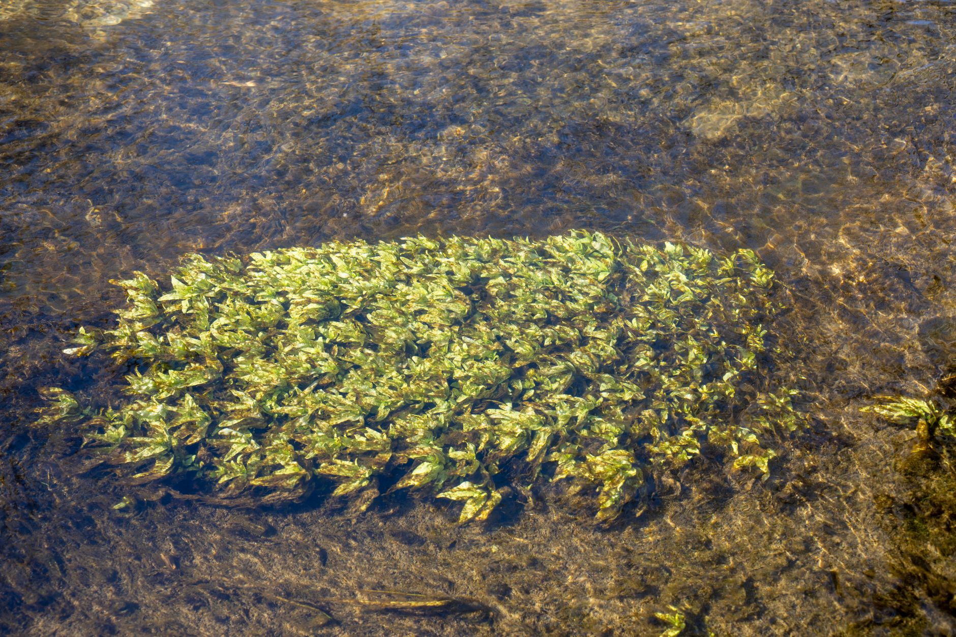 amano karides otlama