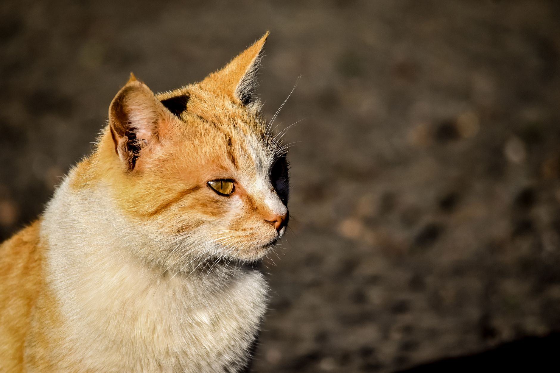 Apartman Yaşamına En Uygun Kedi Irkları: Stüdyo ve Küçük Dairelerde Sahiplenme Rehberi