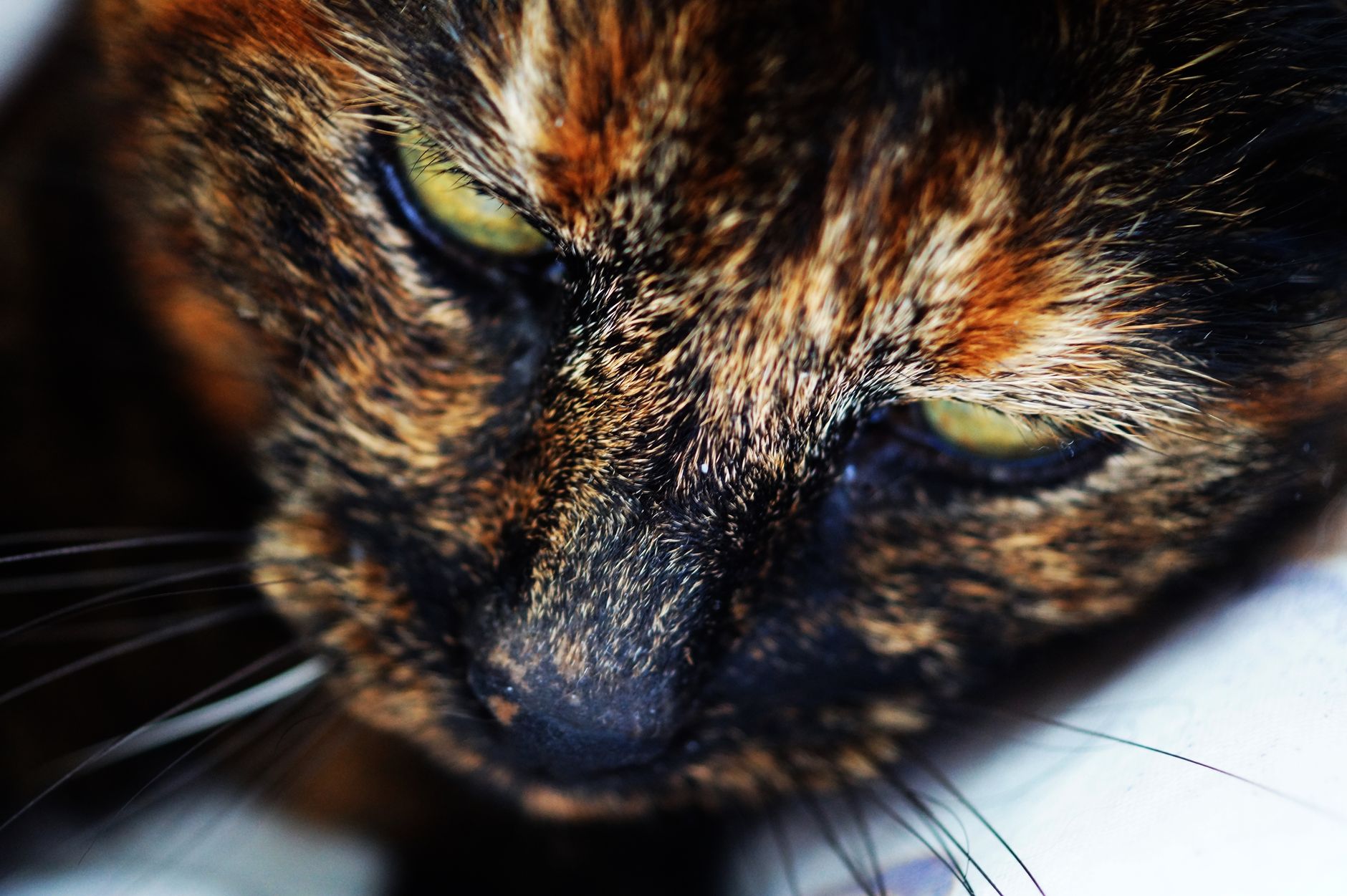 Apartman Yaşamına En Uygun Kedi Irkları: Stüdyo ve Küçük Dairelerde Sahiplenme Rehberi