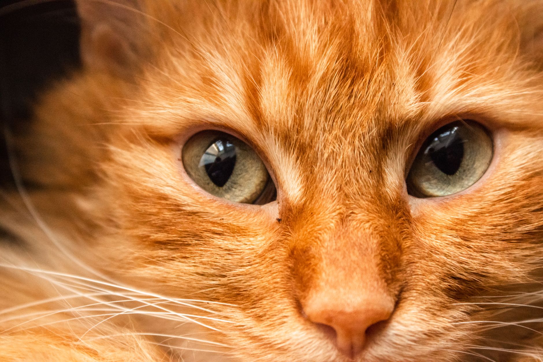 Apartman Yaşamına En Uygun Kedi Irkları: Stüdyo ve Küçük Dairelerde Sahiplenme Rehberi