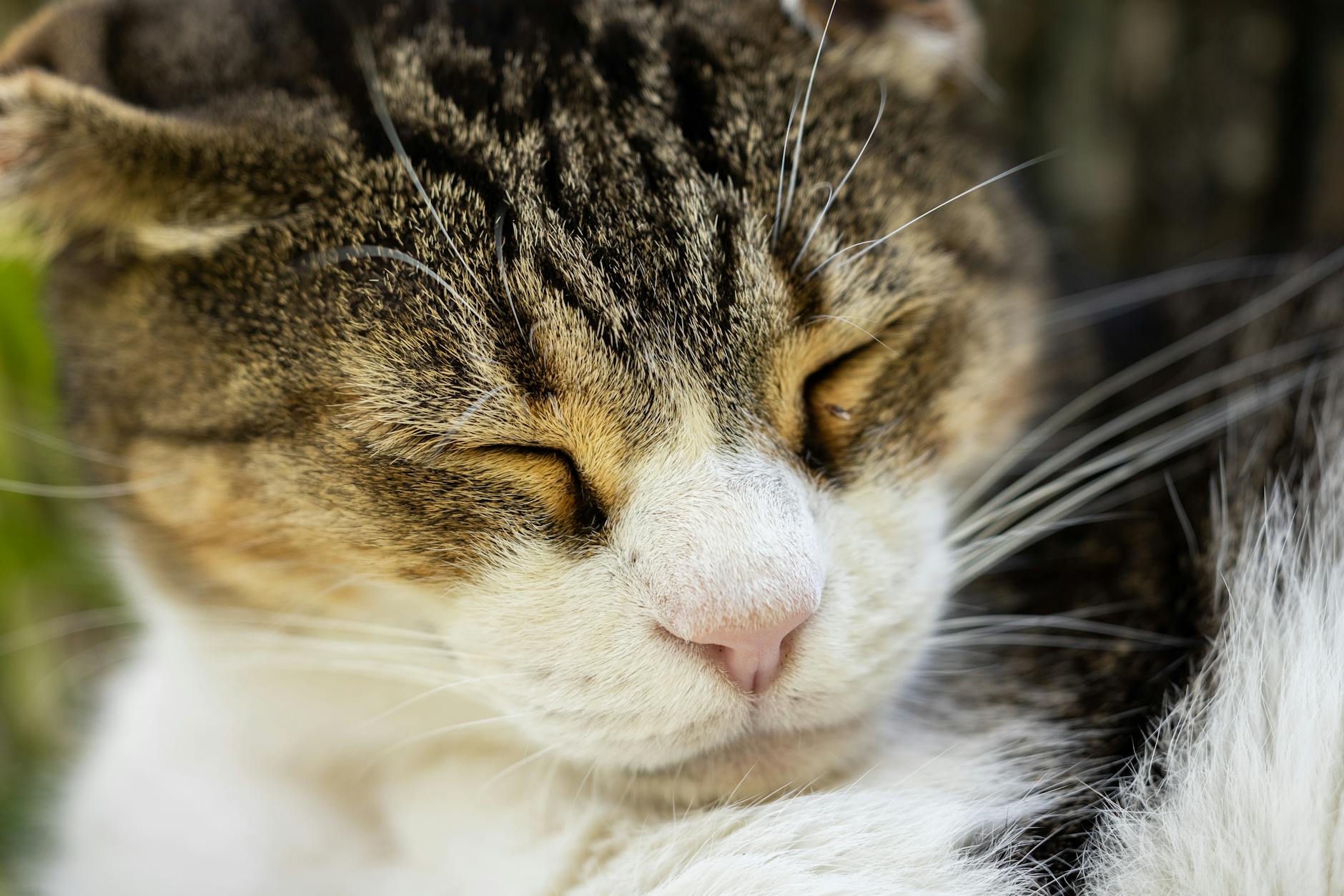 Apartman Yaşamına En Uygun Kedi Irkları: Stüdyo ve Küçük Dairelerde Sahiplenme Rehberi
