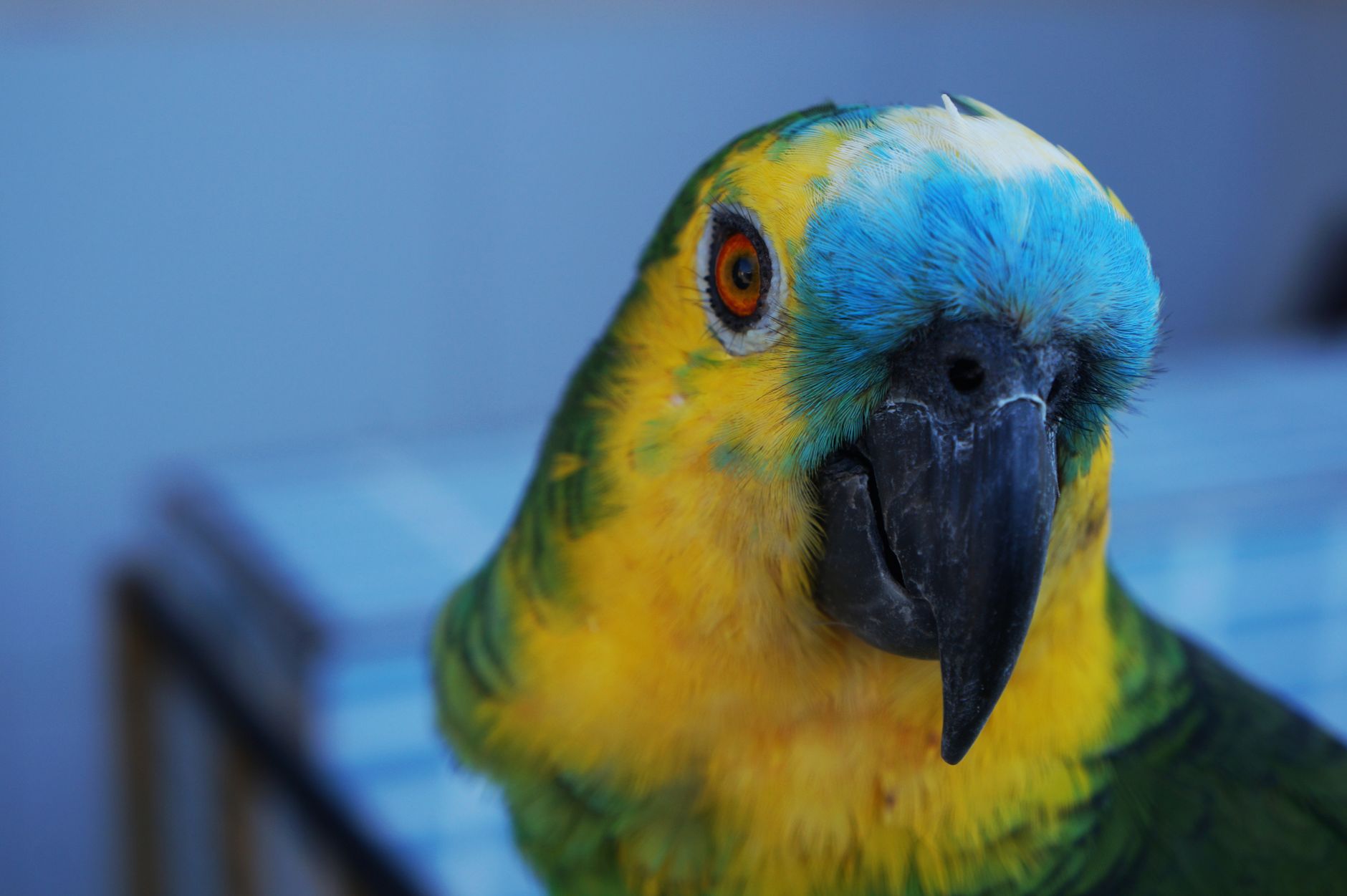 Avian Veteriner ve Yaygın Kuş Hastalıkları: Belirti, Tanı, Korunma