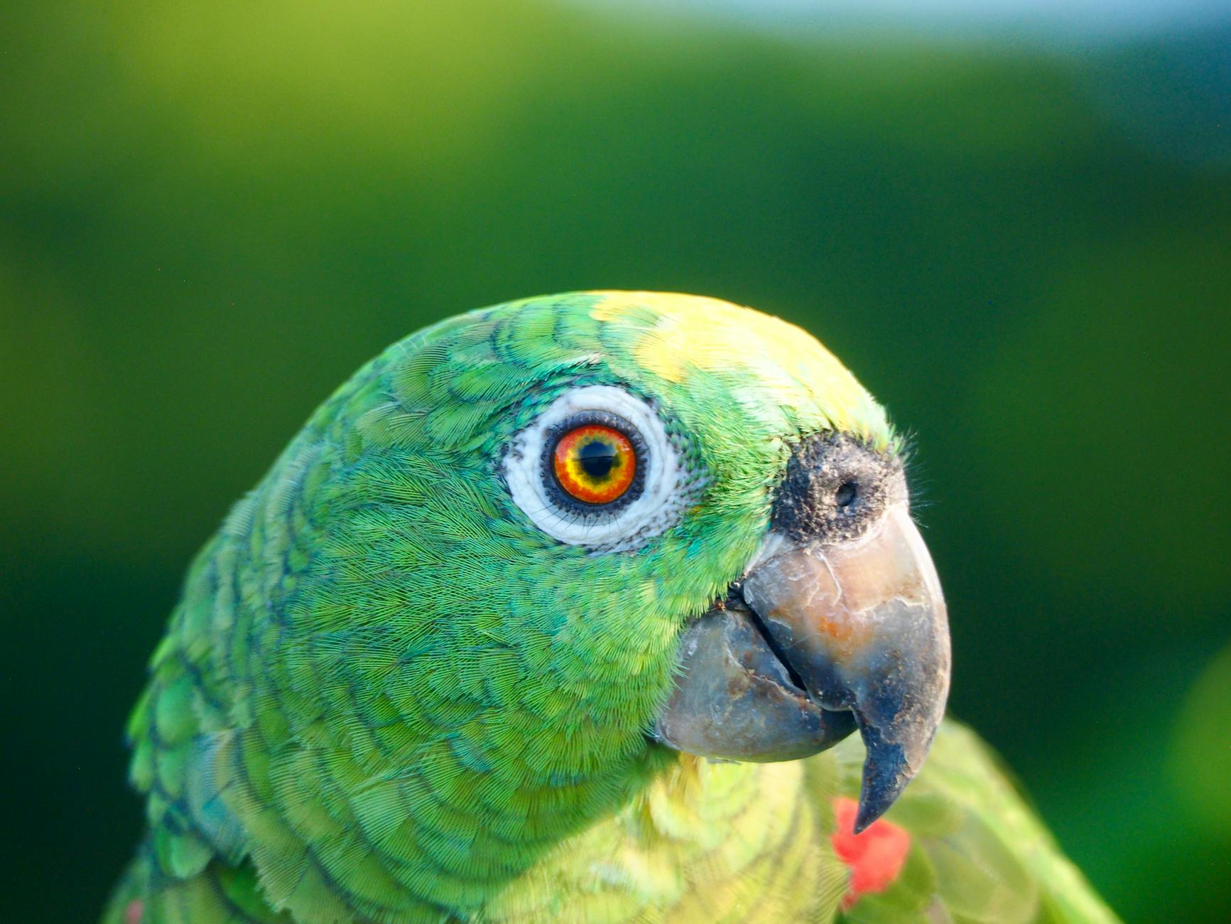 Avian Veteriner ve Yaygın Kuş Hastalıkları: Belirti, Tanı, Korunma