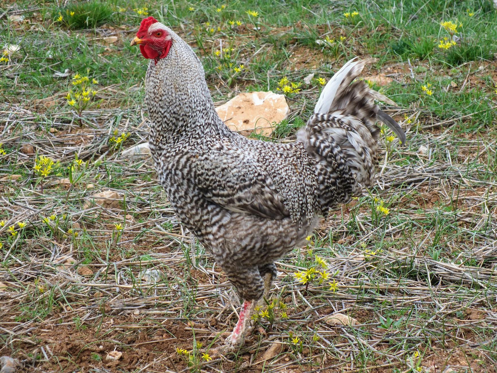 kuş kanat tüyleri