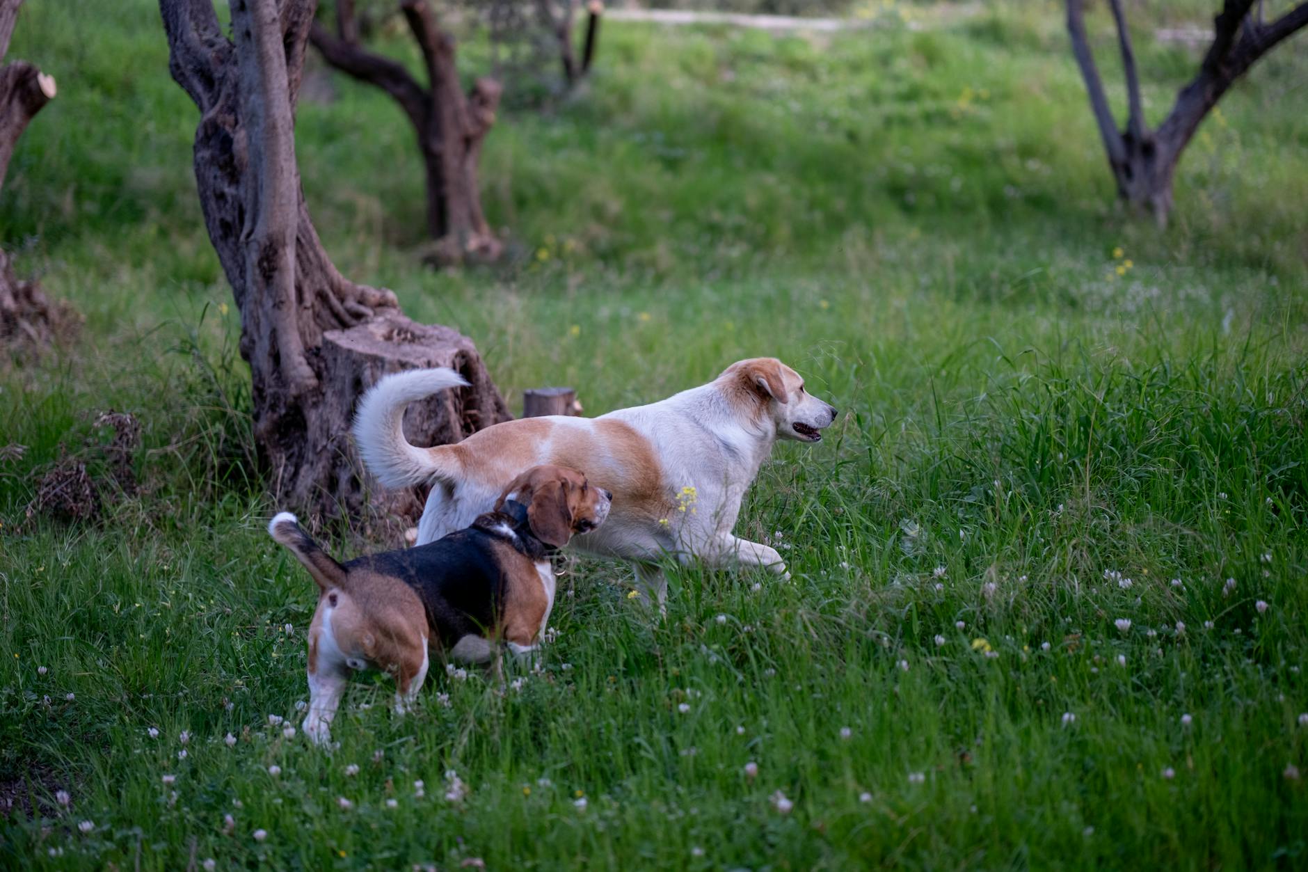 kör köpek uyumu