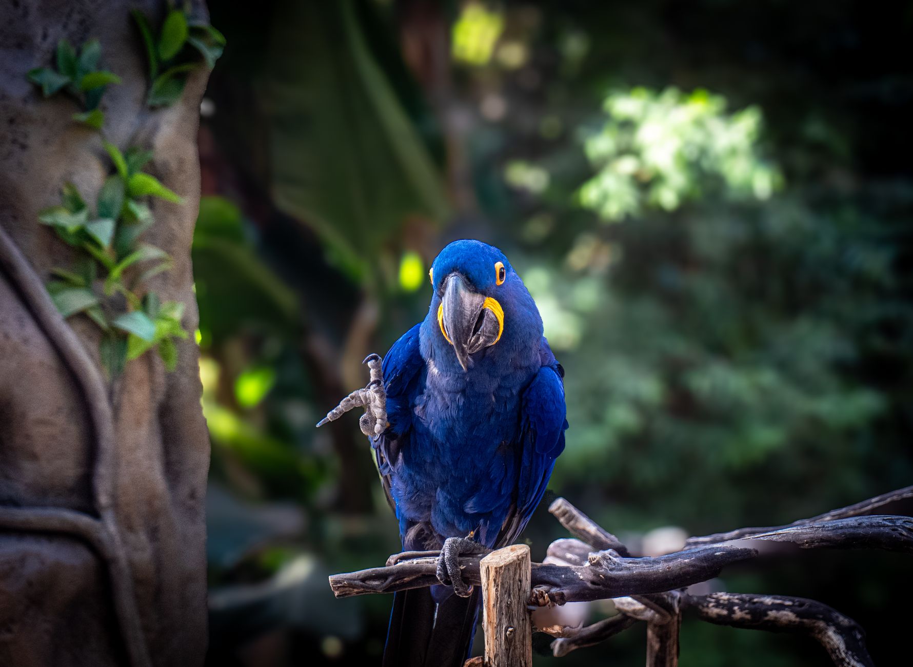 gösterişçi mavi macaw