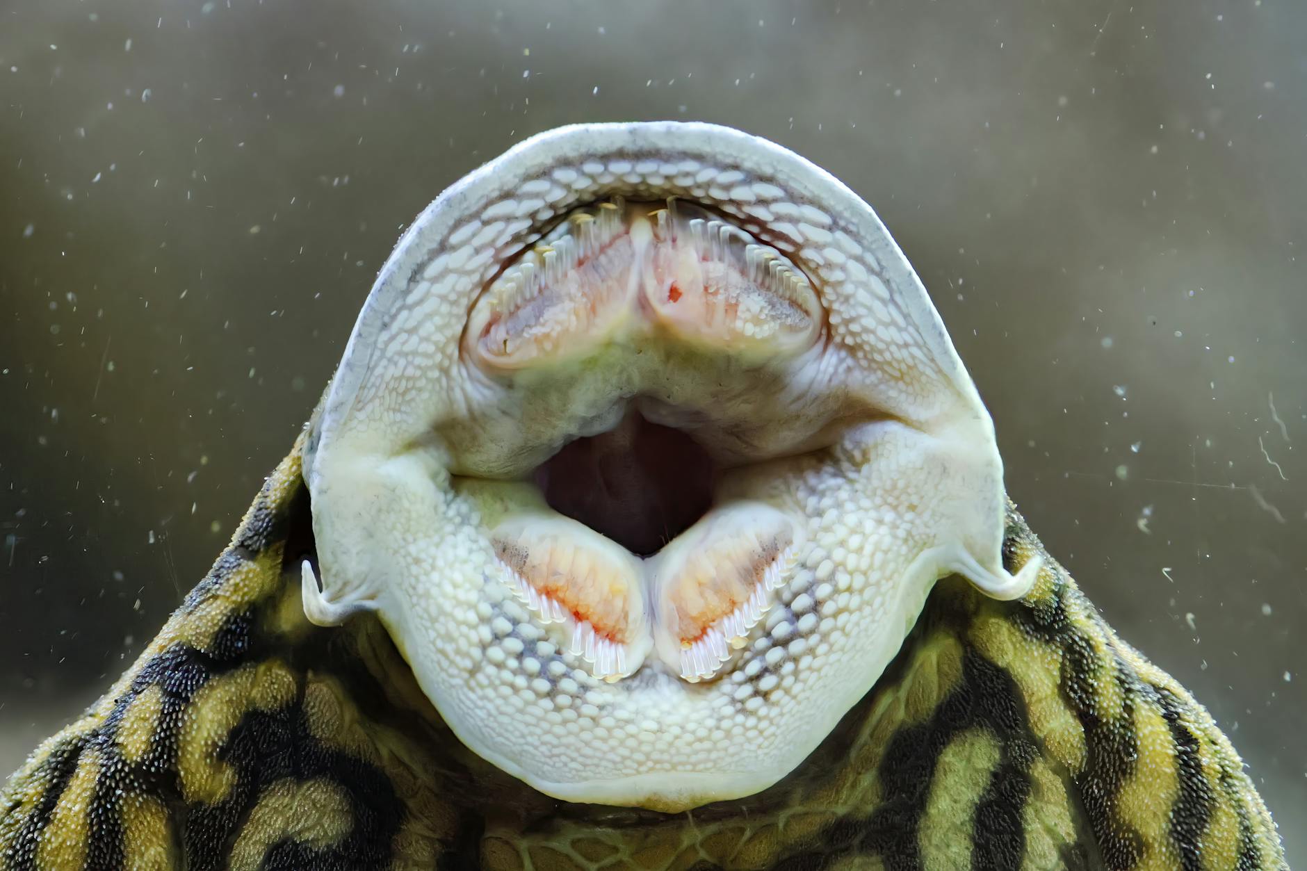 odun üzerinde pleco