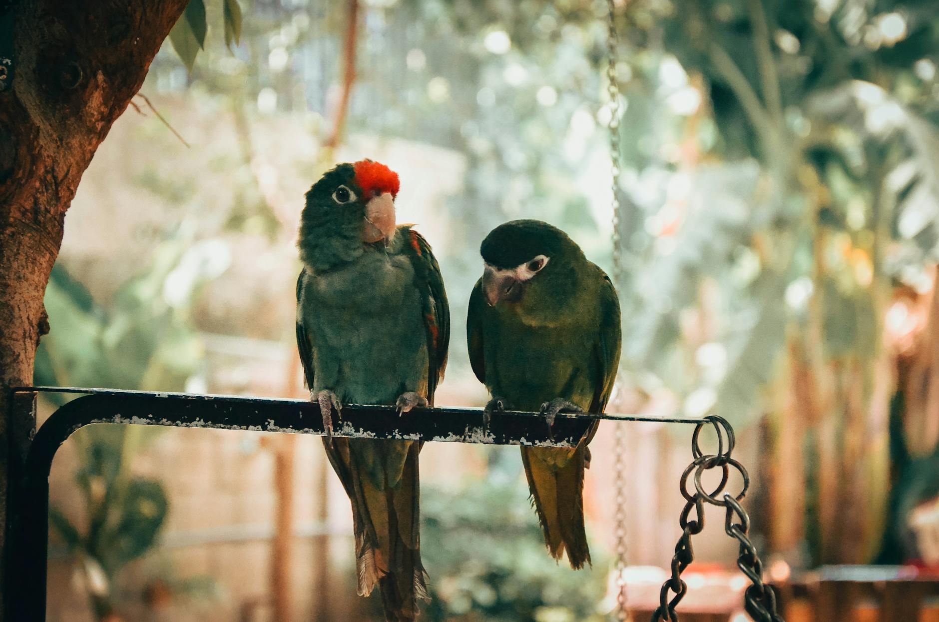Büyük Papağan Bakımı: Macaw ve Kakadu