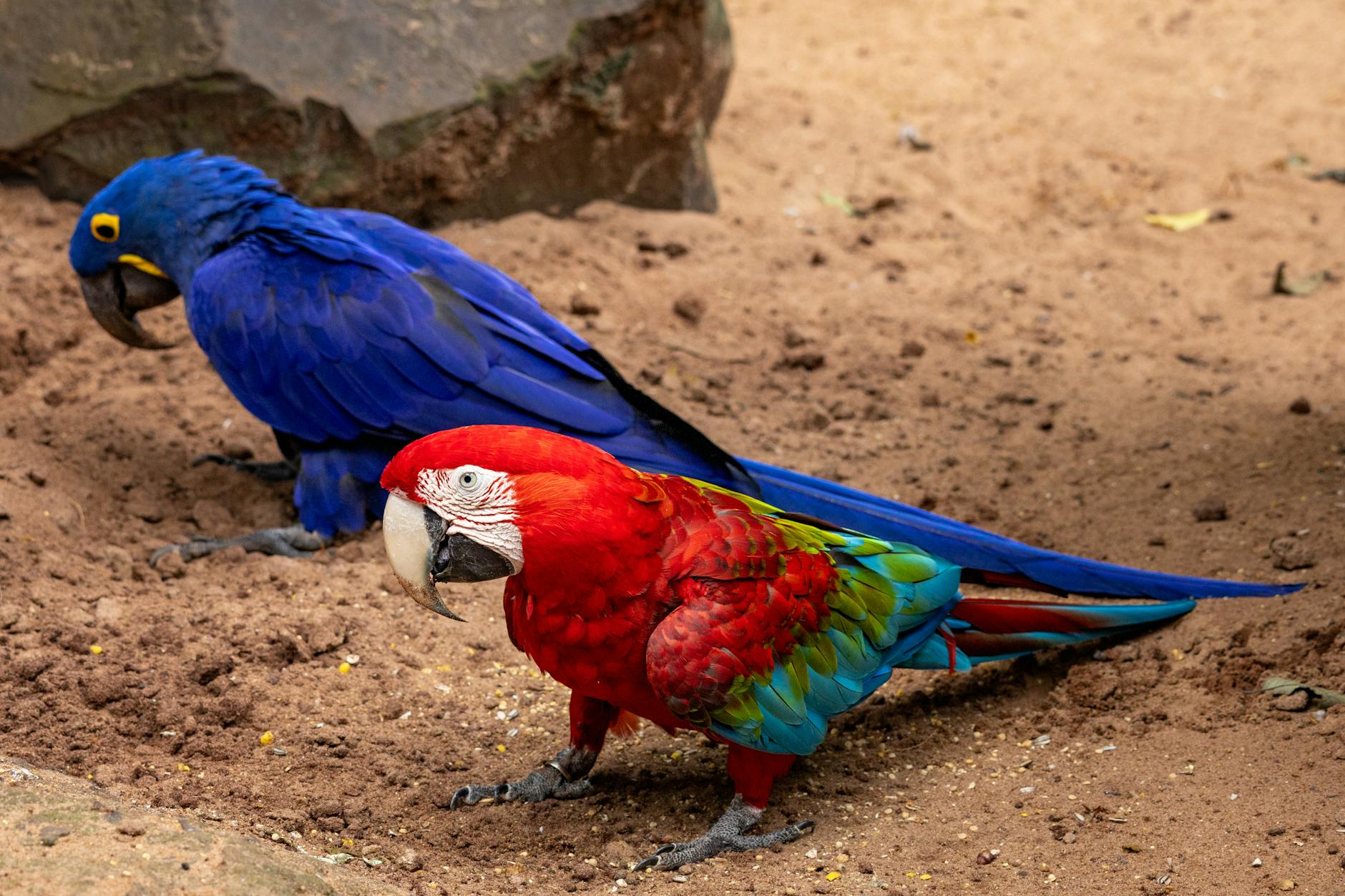 Büyük Papağan Bakımı: Macaw ve Kakadu