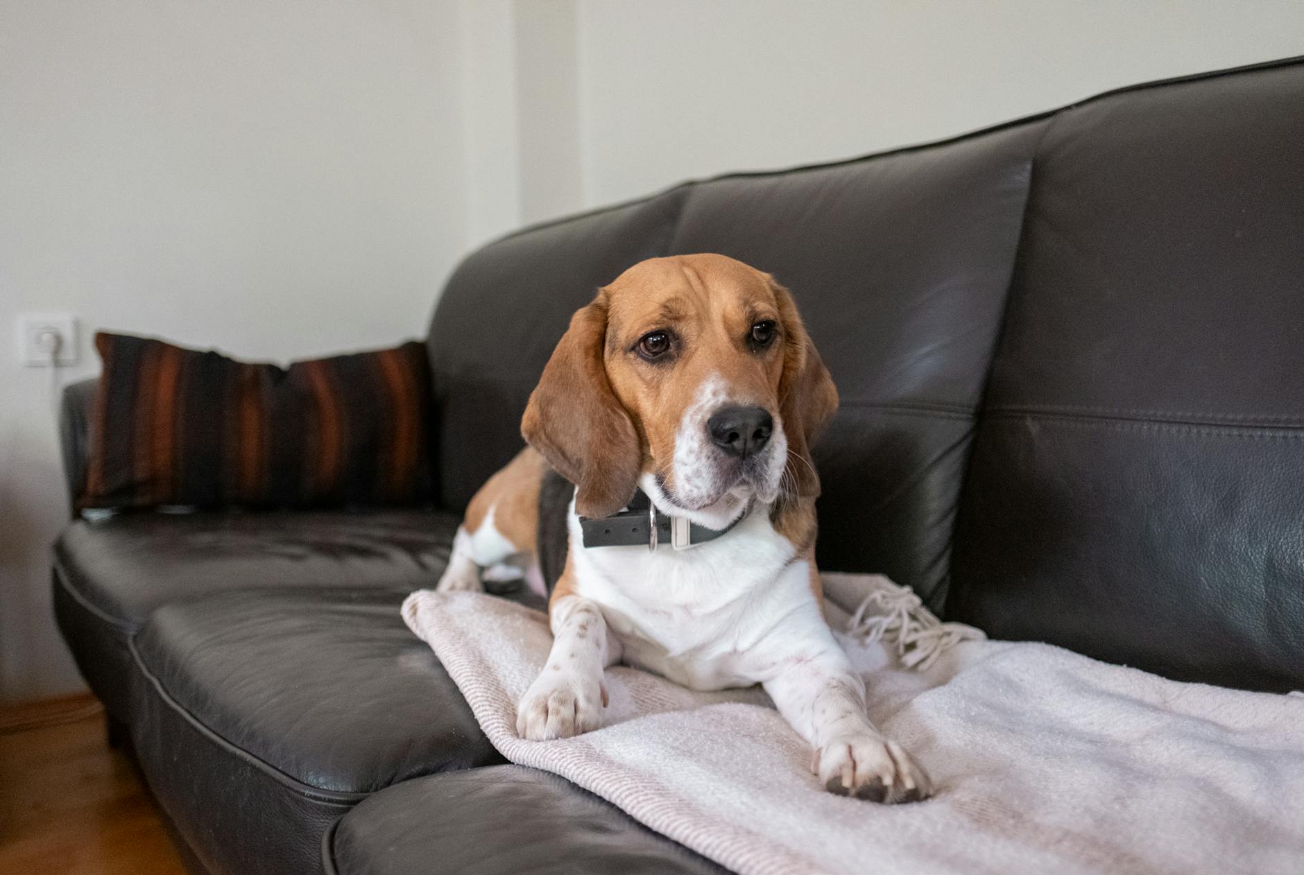 sahip yanında sakin köpek