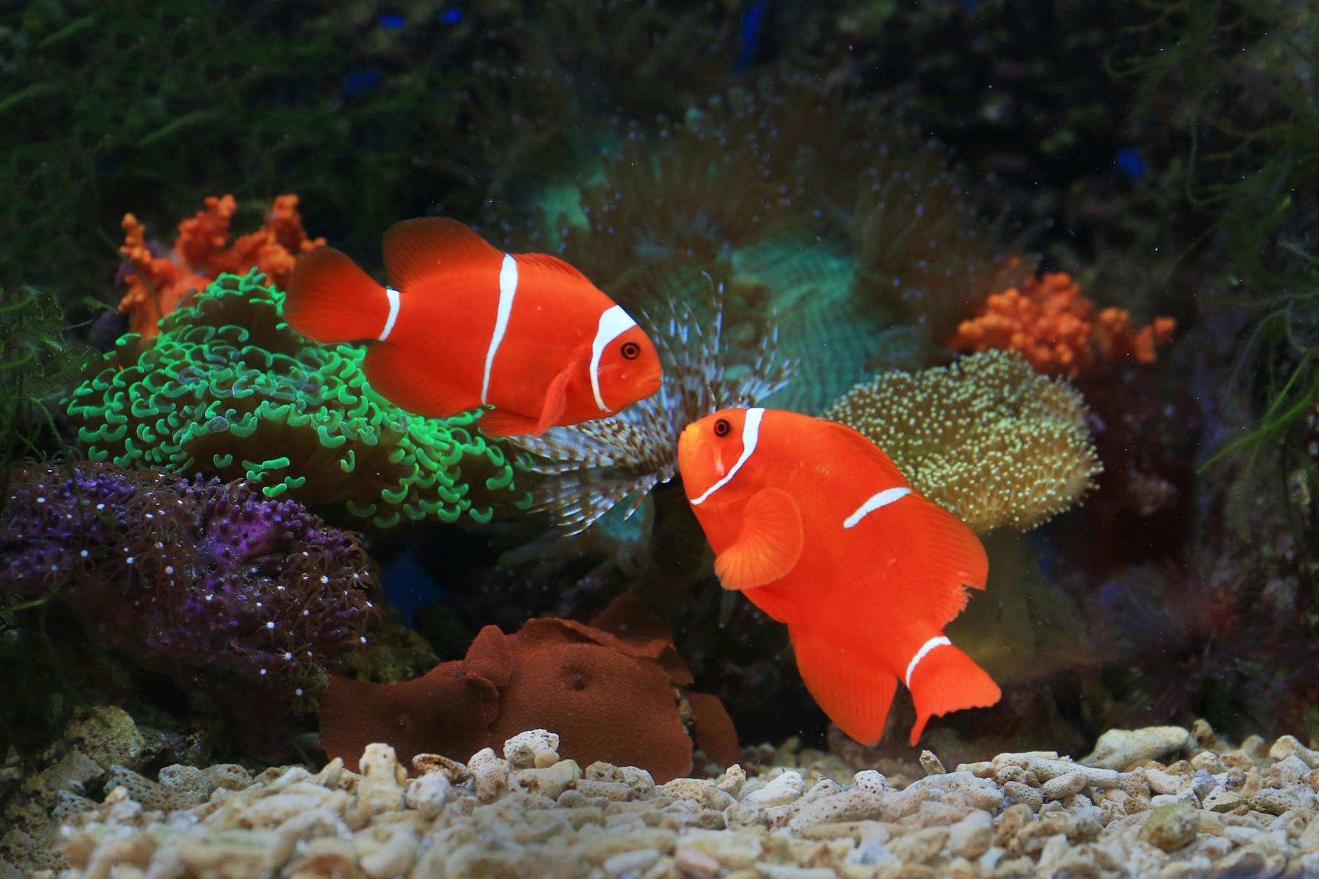 Caridina (Bee ve Tiger) Karidesi Bakımı