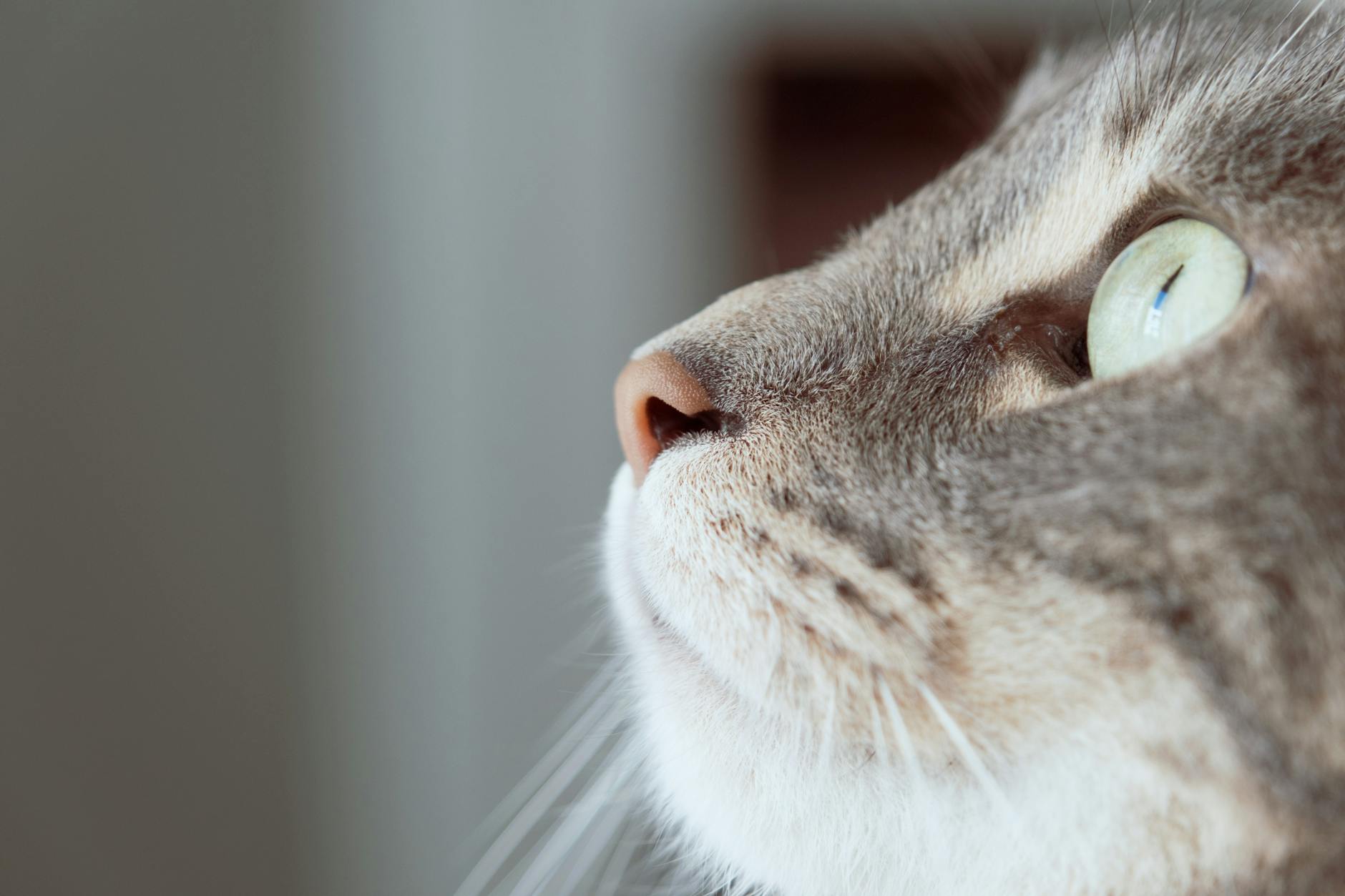 kedi göğüs röntgeni