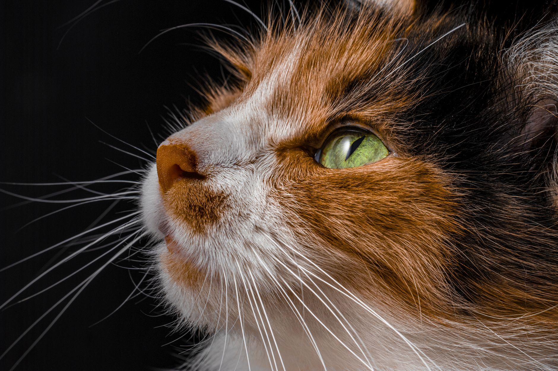 kedi acil çantası