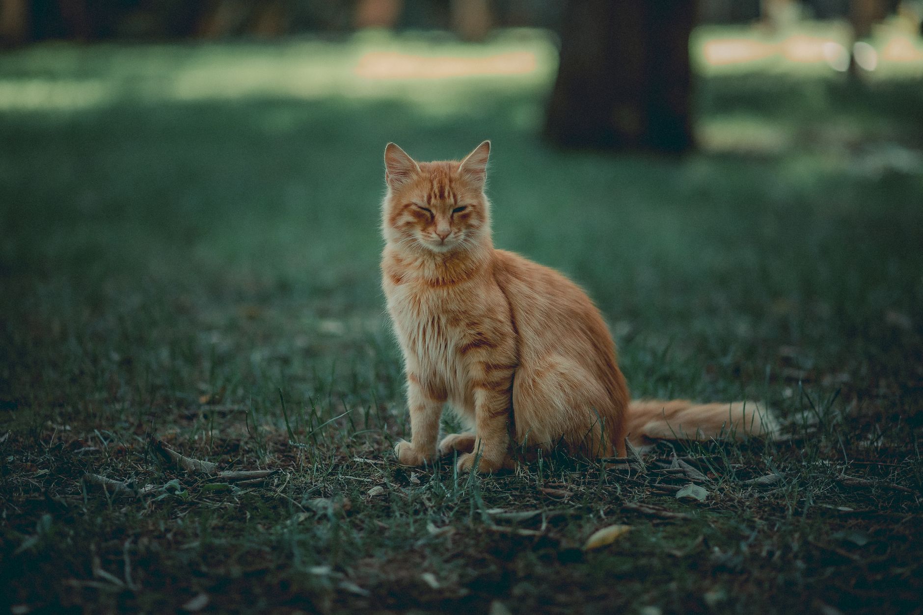 kedi pire damlasi