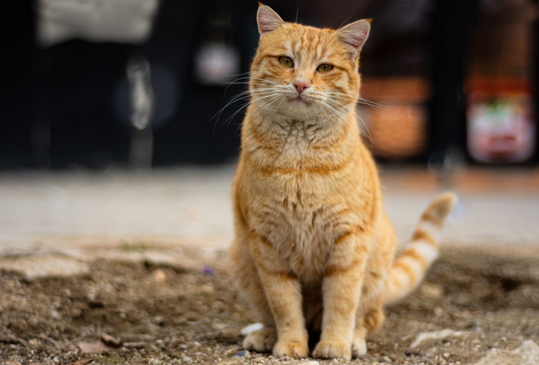kedi dişeti kontrolü