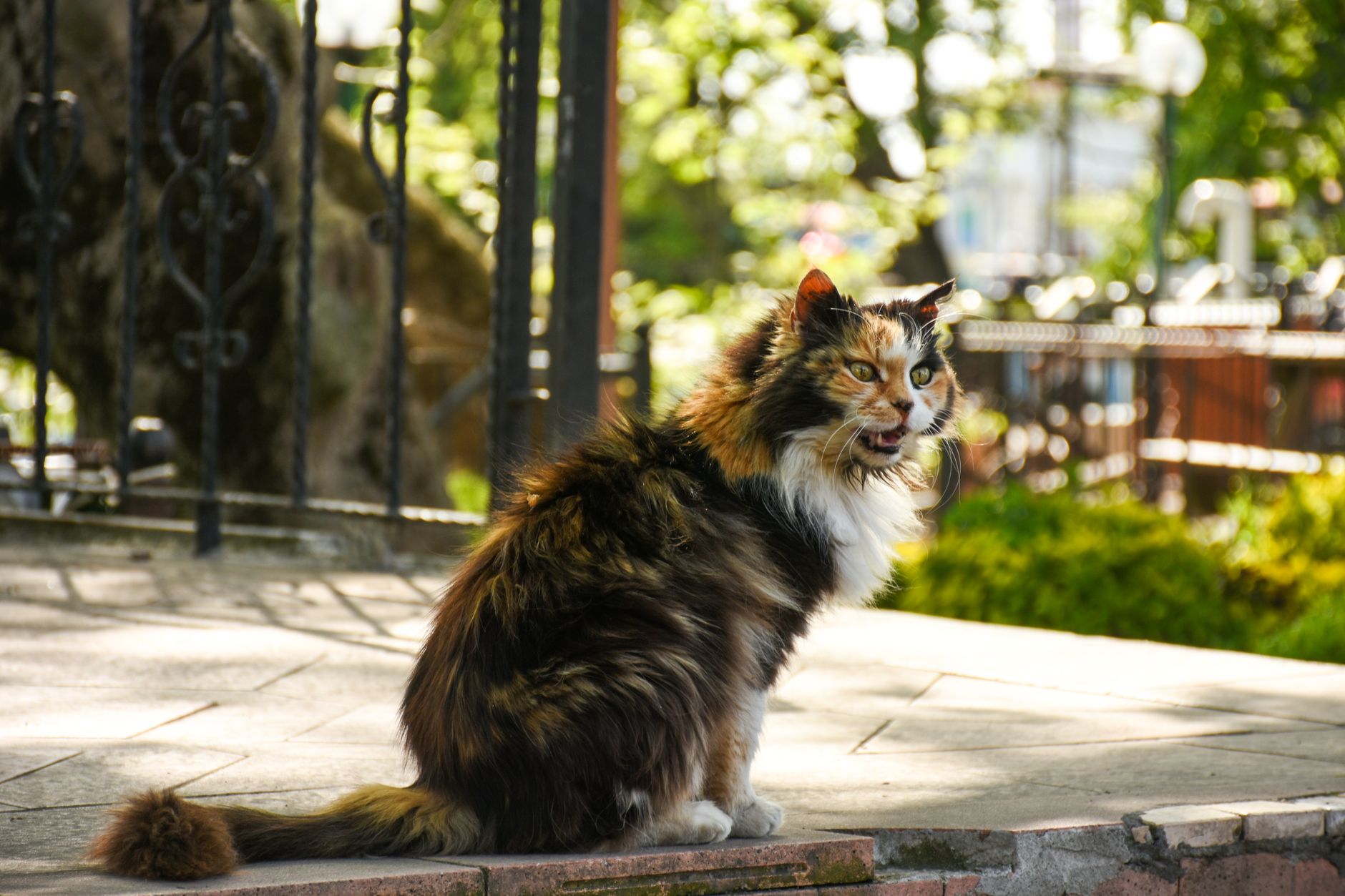 kedi sıcakta soluyor