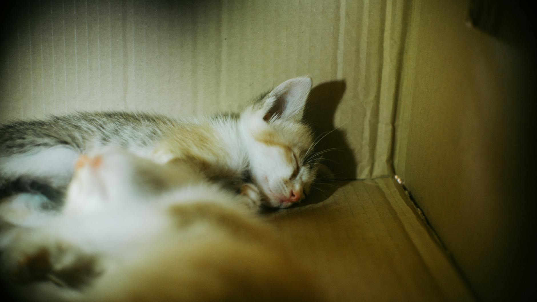 taşıma kutusunda kedi