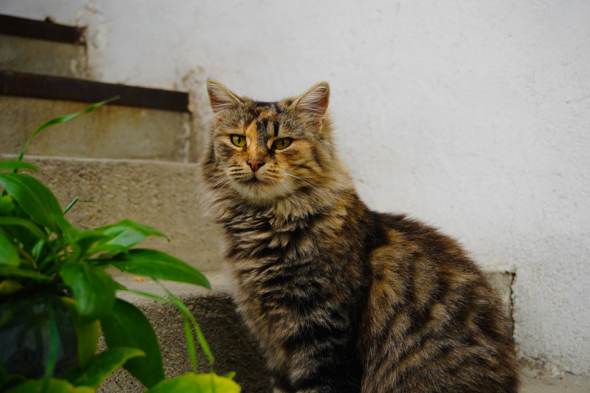 kedi ev kimyasalı tehlike