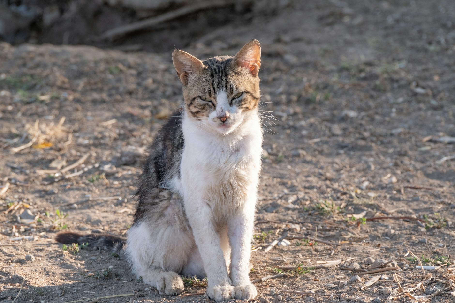 kedi boyun apsesi