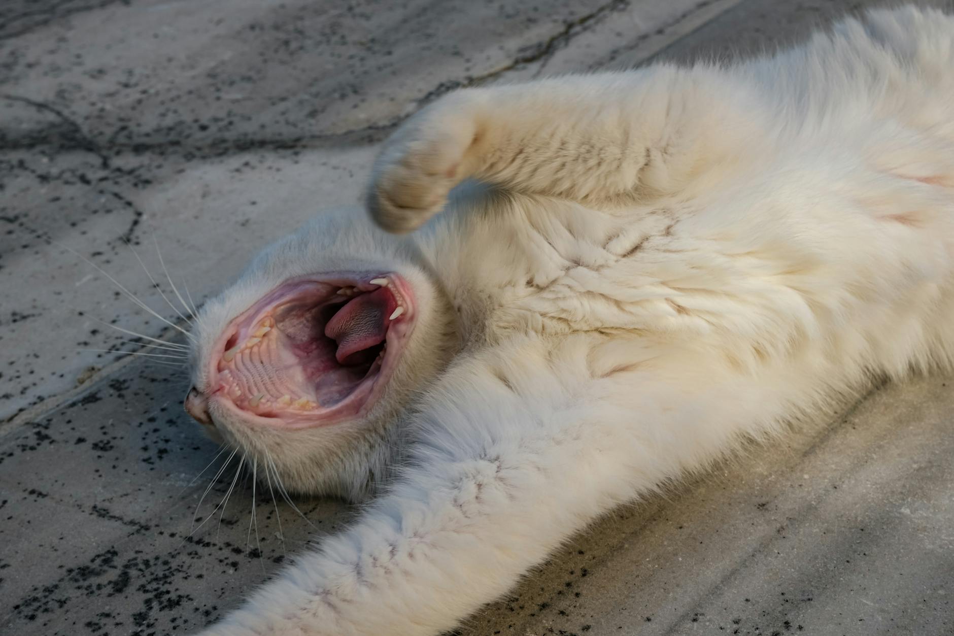sıcakta huzursuz kedi