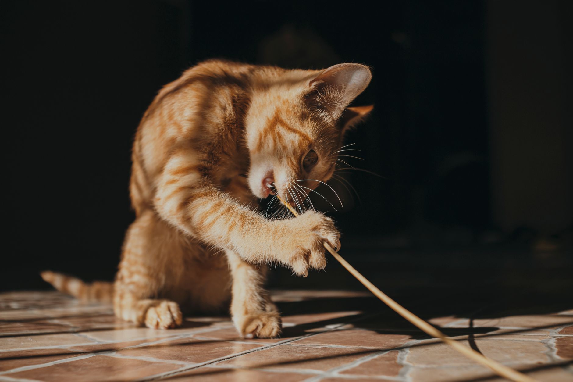 kedi ip oynuyor