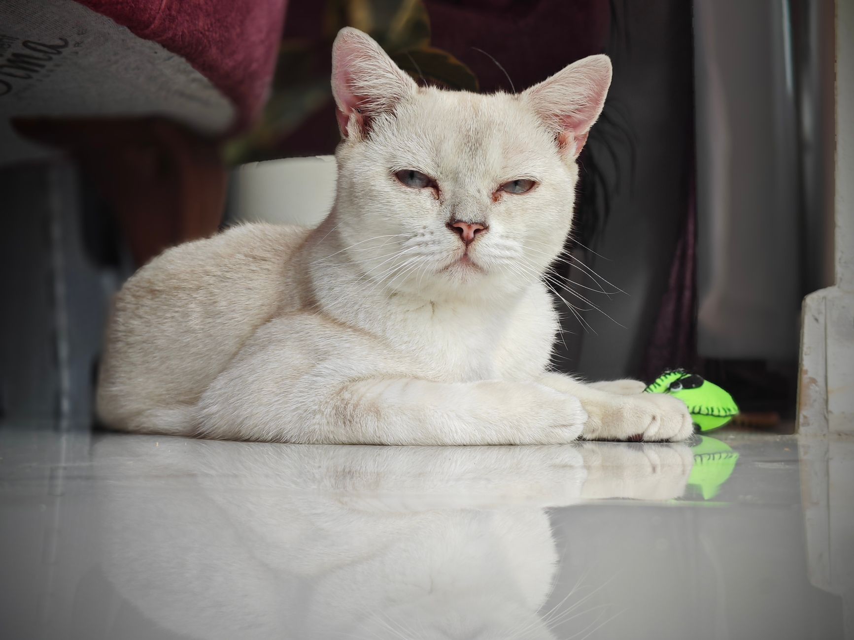 kedi iple oynuyor