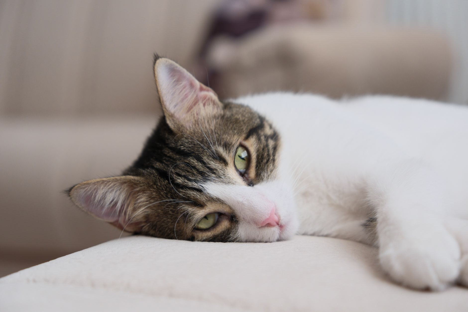 kedi zor nefes alıyor