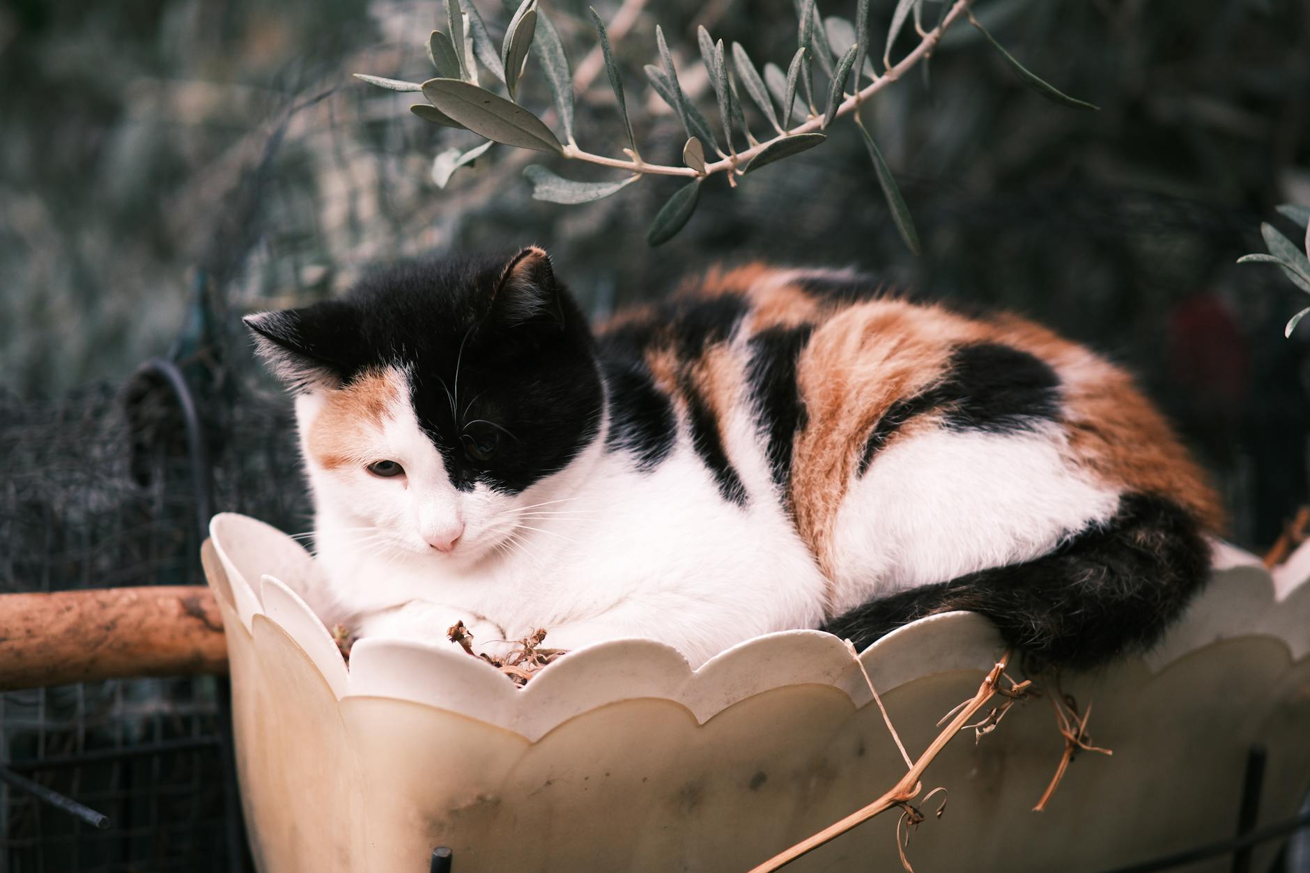 kedi kum kabında zorlanma