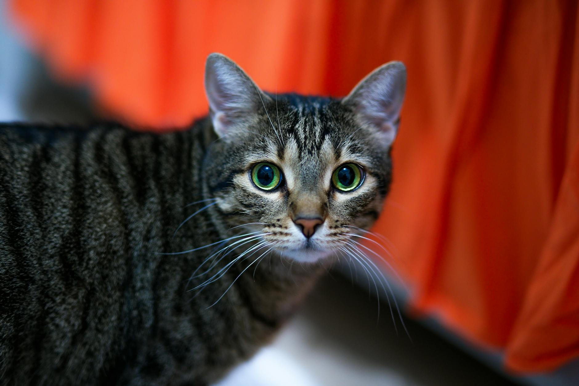 kum kabındaki kedi