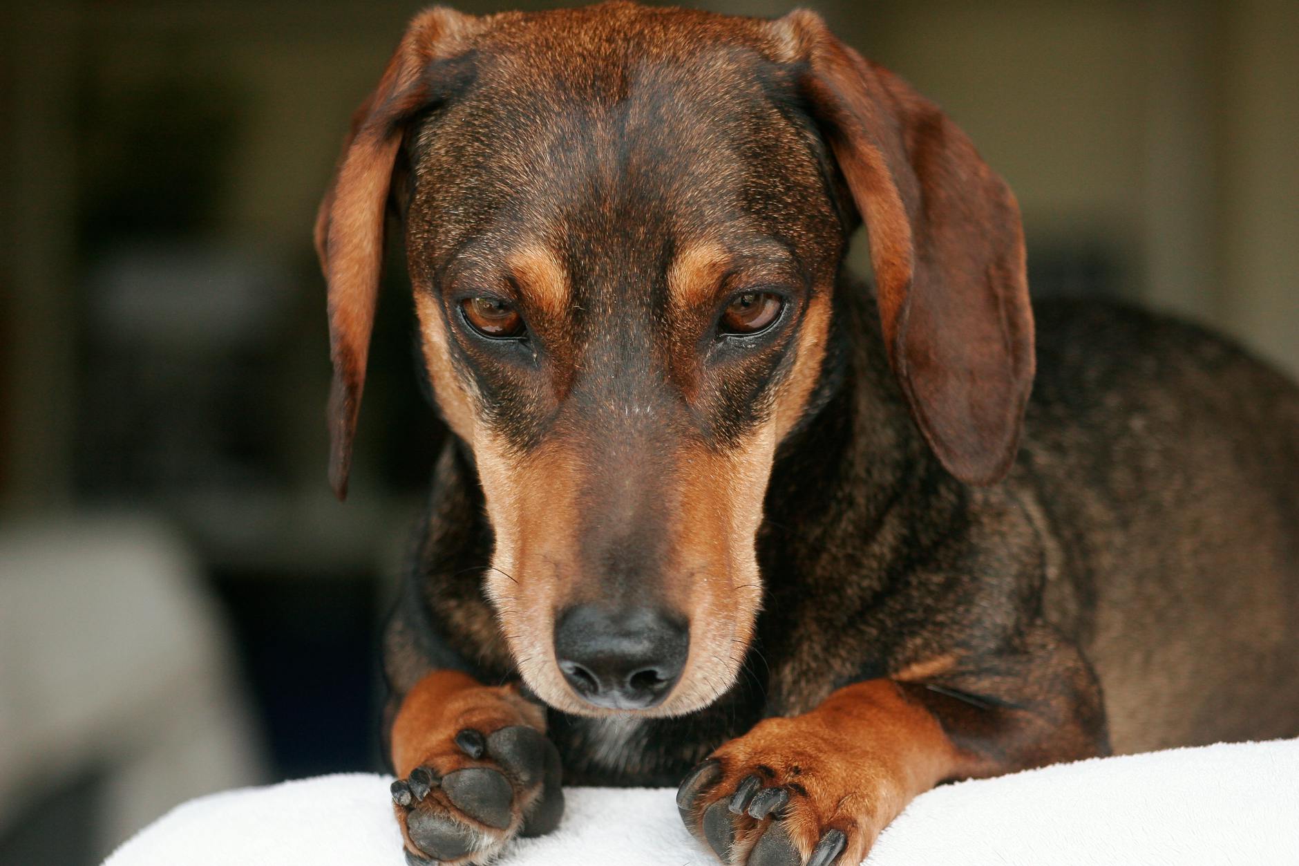 köpek için zararlı yiyecekler
