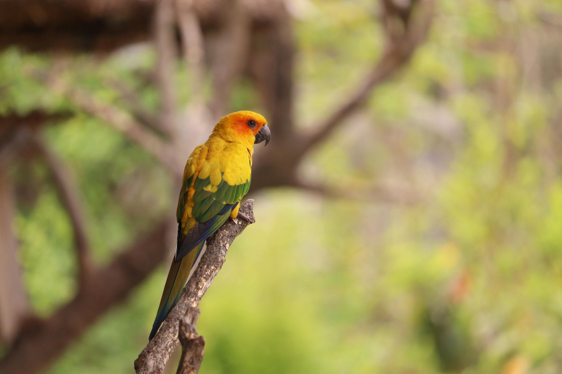 renkli conure papağanı
