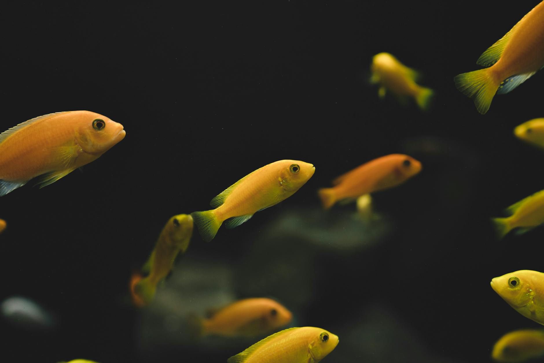 platy moli renkli akvaryum